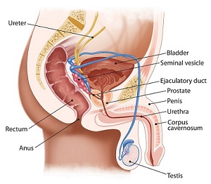 Bj Medical Diagnosis Home